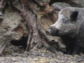 Wildschwein